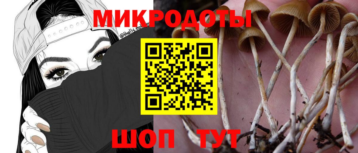 Зеленокумск  Галлюциногенные грибы Psilocybine cubensis  Вход с VPN 